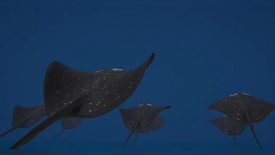 'Турклар скат балиқларига ўхшаган денгиз миналарини ихтиро қилишди (Видео)'ning rasmi