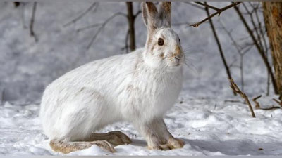 'Меҳмондорчиликни хуш кўрадиган қуён (Видео)'ning rasmi