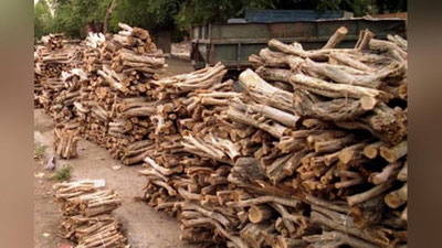 'Бухорода одамлар нега саксовулзорларни кесишга мажбур бўлишмоқда?'ning rasmi