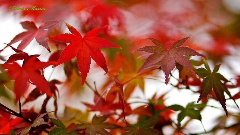 '​ERTAGA – 16 NOYaBR KUNI MAMLAKATIMIZDA KUTILAYoTGAN OB-HAVO MA`LUMOTI'ning rasmi