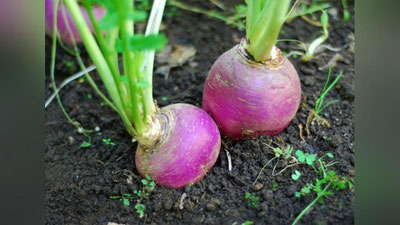 'Шифо маслаҳат: ВИТАМИНГА БОЙ ШОЛҒОМ'ning rasmi