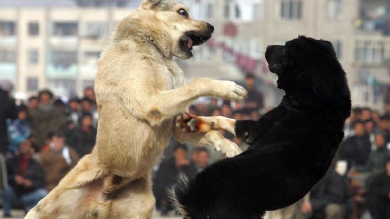 '​“Hayvonlarni urishtirish, qiynash va bu ishga pul tikib, qimor o`ynashdan shariatimiz qattiq qaytargan” — O`MI vakili'ning rasmi