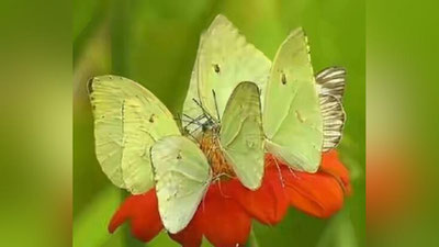 '«Арвоҳ капалак» борми?'ning rasmi