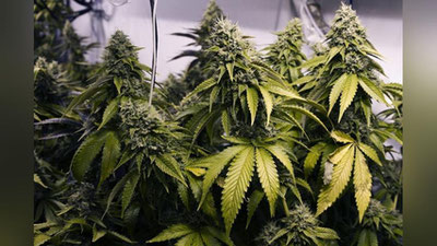 'Surxondaryoda uyida «marixuana» parvarishlab, saqlab kelayotgan shaxs qo`lga olindi'ning rasmi