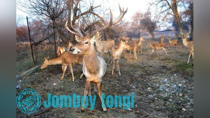 'O`n yillar davomida kuzatilmagan hodisa: Jomboyda bug`u bolaladi (foto)'ning rasmi