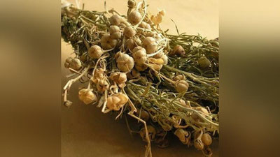 Изрображение 'Магическая трава исирик: польза и противопоказания'