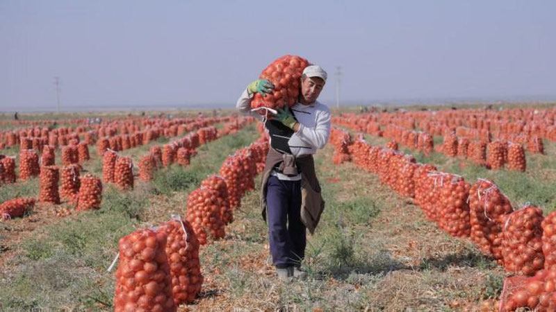 'O`zbekistonda piyoz narxi rekord darajada tushib ketdi'ning rasmi