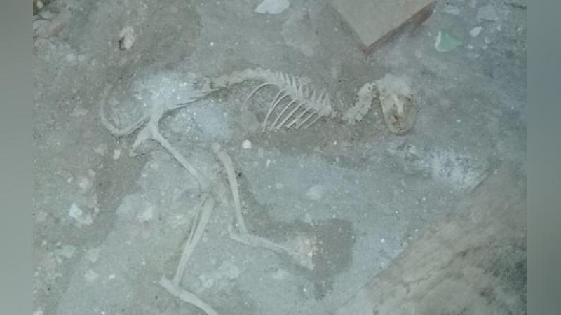 'Mutaxassis Farg`onadan topilgan "dinozavr" suyaklariga izoh berdi'ning rasmi