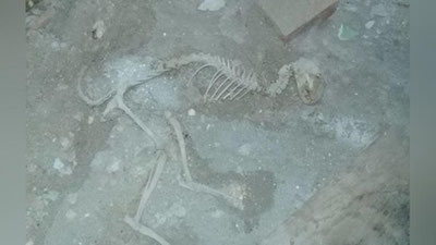 'Mutaxassis Farg`onadan topilgan "dinozavr" suyaklariga izoh berdi'ning rasmi