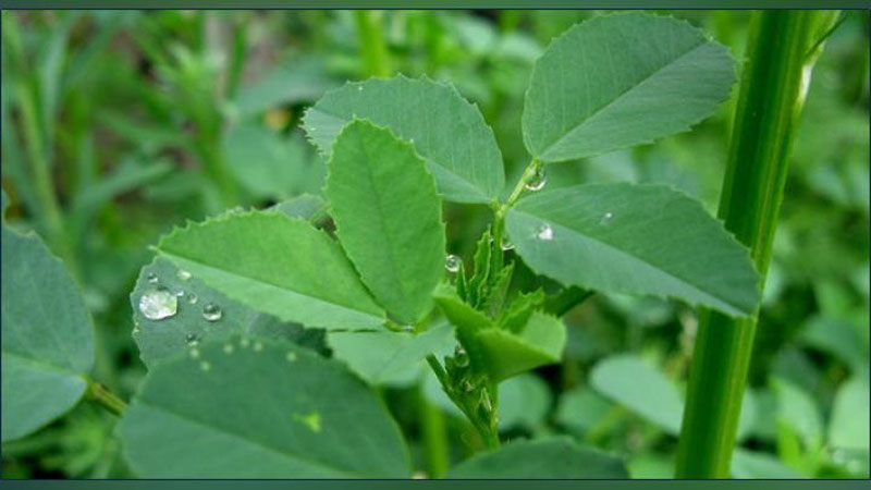 'SUTNI KO`PAYTIRISh UChUN…'ning rasmi