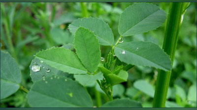 'SUTNI KO`PAYTIRISh UChUN…'ning rasmi