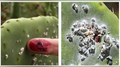 '"Carmine E120"  моддаси қўшилган маҳсулотларни истеъмол қилиш жоиз эканлиги маълум қилинди'ning rasmi