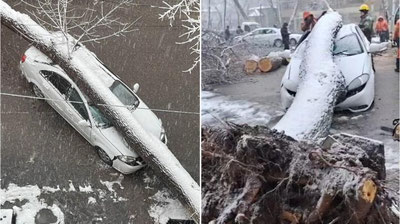 'Toshkentda Gentra ustiga daraxt qulab tushdi (video)'ning rasmi