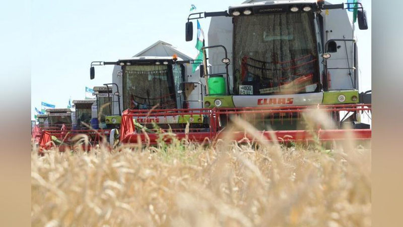 'Viloyatda 83300 tonna g`alla 104 ta kombayn yordamida o`rib-yig`ib olingan'ning rasmi