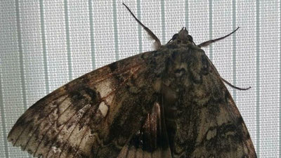 'Chernobilda qush kattaligidagi kapalakning noyob turi aniqlandi'ning rasmi