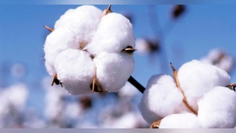 '9 oyda 398 ming tonna paxta tolasi ishlab chiqarilgan'ning rasmi