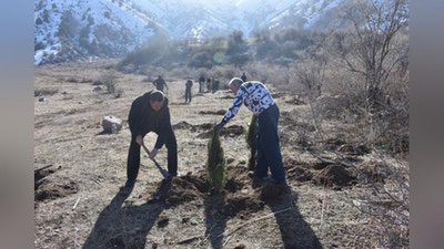 'Экологик акция: Оқсой дарасида йил давомида кислород ажратадиган 500 туп туя кўчати экилди'ning rasmi