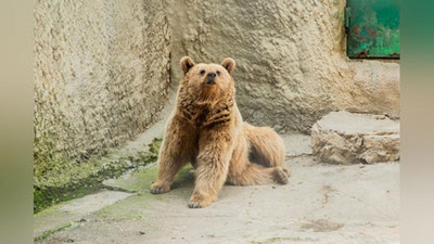 'Тошкент ҳайвонот боғида қизчасини айиқ қафасига ташлаб юборган аёл ҳақида маълумот берилди'ning rasmi