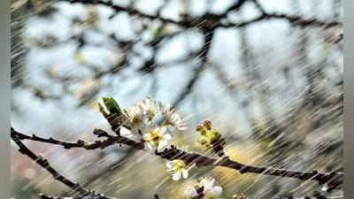 'Бугун Ўзбекистон бўйлаб ёғаётган ёмғир қорга айланиши кутилмоқда'ning rasmi