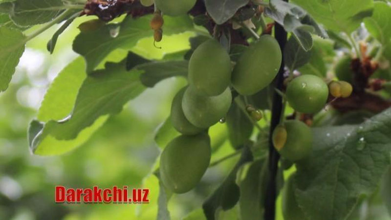 'Бугун Ўзбекистонда булутли об-ҳаво бўлади'ning rasmi