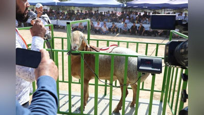 'O`zbekistonda ilk bor naslli qo`chqorlar ko`rgazmasi o`tkazildi (foto)'ning rasmi