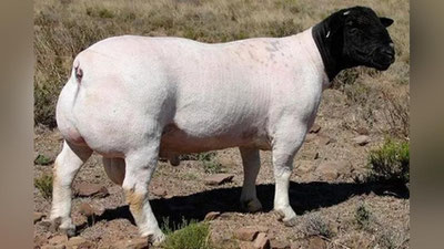 'O‘zbekistonga cho‘chqaga o‘xshash gibrid qo‘y  kirib kelgani aytildi. Musulmonlar idorasi munosabat bildirdi'ning rasmi