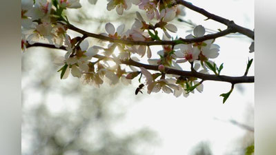 'Bugun harorat 20 darajagacha ko`tariladi - "O`zgidromet"'ning rasmi