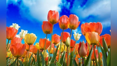 'Bugun havo harorati 25 darajagacha ko`tariladi'ning rasmi