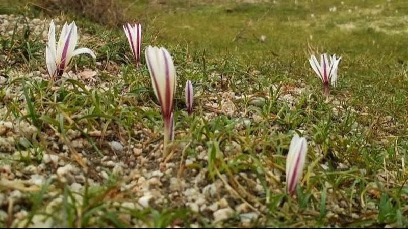 '"O`zgidromet" 26 mart kungi ob-havo ma`lumotlarini e`lon qildi'ning rasmi