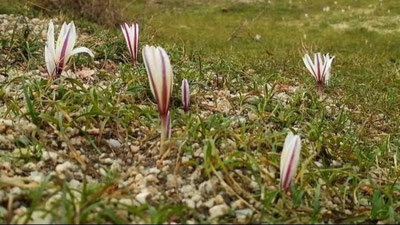 '"O`zgidromet" 26 mart kungi ob-havo ma`lumotlarini e`lon qildi'ning rasmi