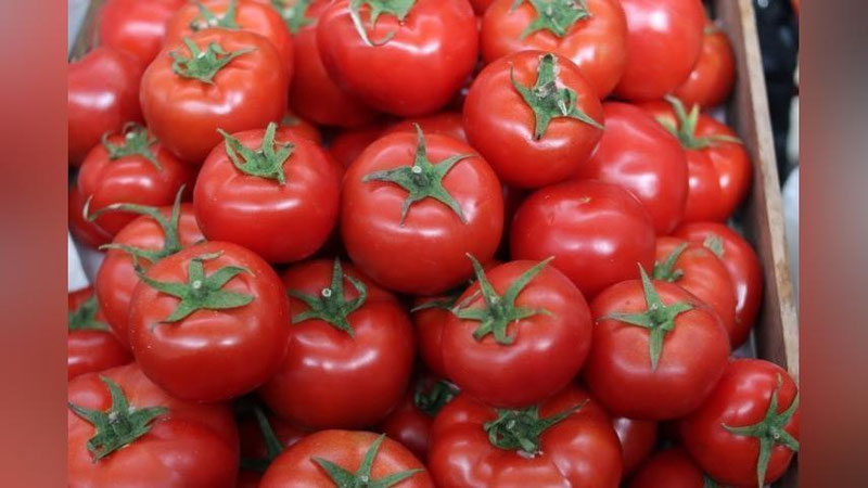 'Ўзбекистонда помидор нархи сезиларли даражада арзонлашди'ning rasmi