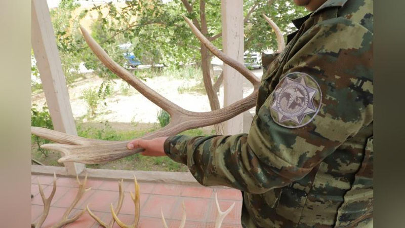 'Xorazmda noyob hayvonlar shoxlari ushlab qolindi'ning rasmi
