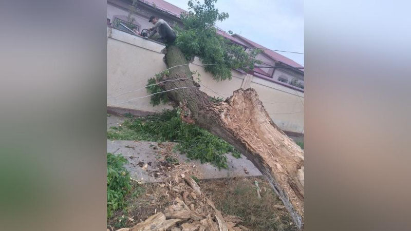 'Samarqandda sodir bo`lgan kuchli shamol oqibatida chinor qulab tushdi'ning rasmi