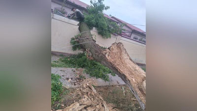 'Samarqandda sodir bo`lgan kuchli shamol oqibatida chinor qulab tushdi'ning rasmi