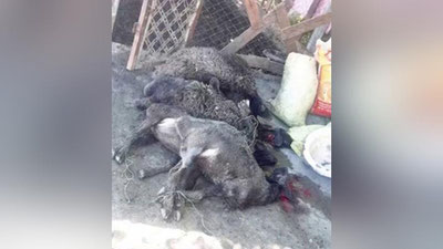 'Samarqandda jinoiy guruh fuqaroning qo`ylarini bo`g`izlab egasiga tahdidomuz xat qoldirdi'ning rasmi