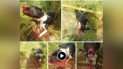 'Жиззахда отахон электр арра билан итга жароҳат етказди'ning rasmi