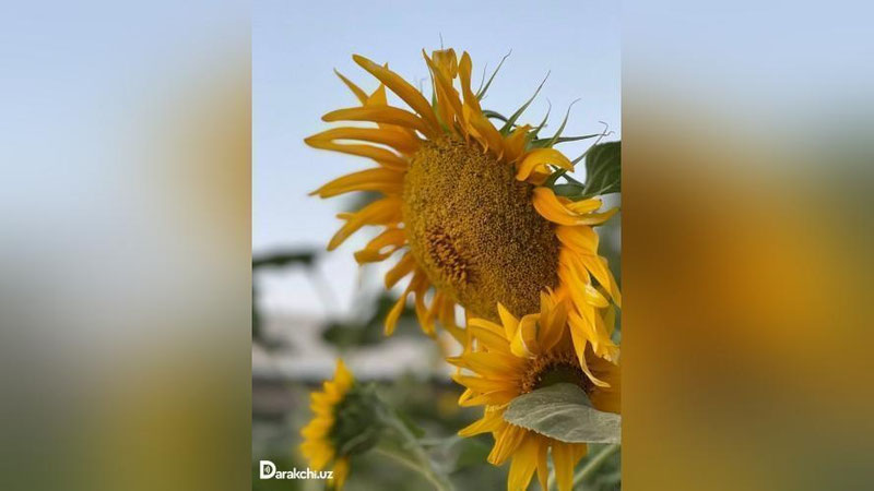 'Ertaga O`zbekistonda havo harorati biroz pasayadi'ning rasmi