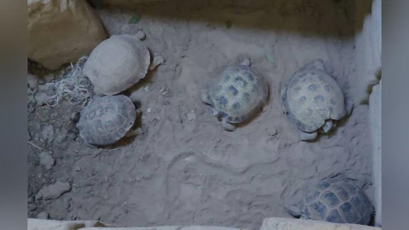 'Qashqadaryolik fuqaro uyida Qizil kitobga kiritilgan echkiemar va toshbaqalarni saqlayotgani aniqlandi'ning rasmi