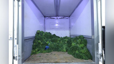 'Toshkent viloyatida "ko`katlar" ichidan qiymati 200 mln. so`mdan oshiq pirotexnika vositalari yashirilgani aniqlandi'ning rasmi