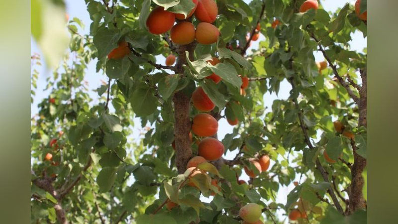 'Surxondaryoda o`rik pishdi'ning rasmi