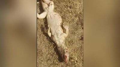 'Echkemarni o`ldirgan bolalar tabiatga 34 mln so`m zarar keltirdi'ning rasmi