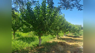 'Ипакчилик илмий-тадқиқот институти Андижонга кўчирилиши мумкин. Жамоатчилик фаоллари ва маҳаллий аҳоли нимадан хавотирда?'ning rasmi