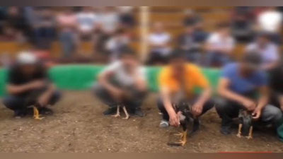 'Samarqandda xo`roz urishtirish uchun maxsus "arena" tashkil qilgan 45 yoshli erkak ushlandi'ning rasmi