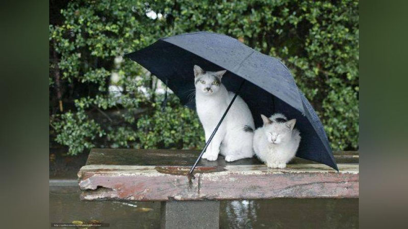 'O`zbekistonning ayrim hududlarida 1 iyul kuni yomg`ir yog`ishi mumkin'ning rasmi