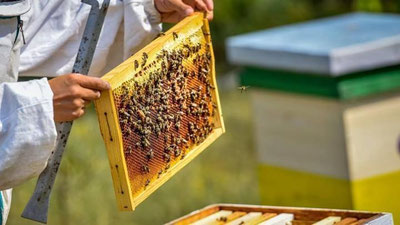 'O`zbekiston Qirg`izistondan asal sotib oladi'ning rasmi