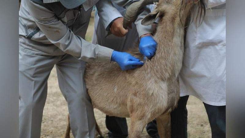 'Termiz hayvonot bog`ida hayvonlar uchun elektron pasport tizimi yo`lga qo`yilmoqda'ning rasmi