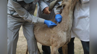 'Termiz hayvonot bog`ida hayvonlar uchun elektron pasport tizimi yo`lga qo`yilmoqda'ning rasmi