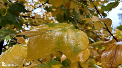 'Бугун Ўзбекистоннинг баъзи жойларида сел-сув тошқини бўлиши мумкин'ning rasmi