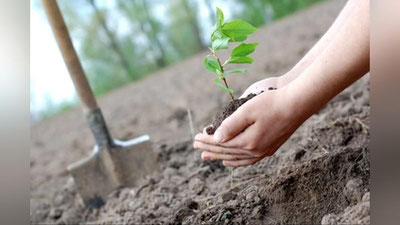 'Bu yilgi “Yashil makon” doirasida  91 million dona daraxt va buta ko`chatlari ekildi'ning rasmi