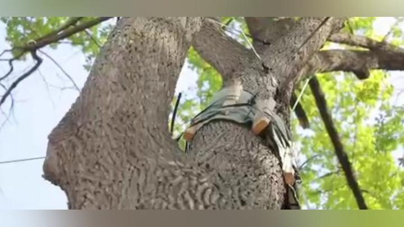 'Sobiq MXX binosi hududidagi daraxtlar kesilmagan, ko`chirib o`tqazilmoqda'ning rasmi